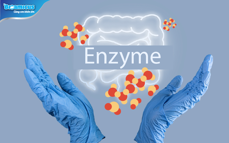 enzym giúp phân hủy thức ăn
