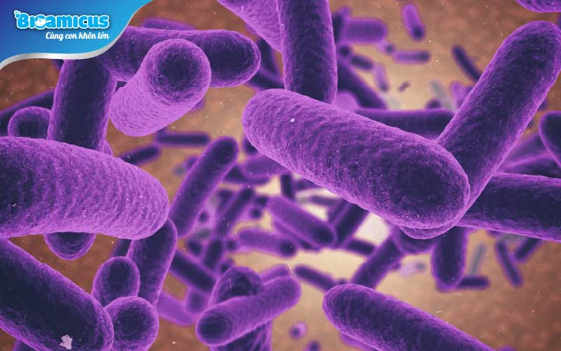 bào tử lợi khuẩn Bacillus 