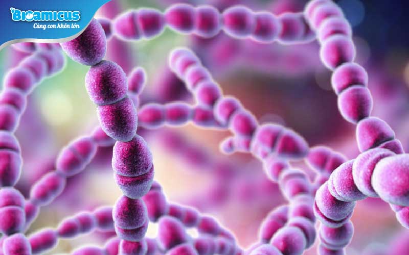 cầu khuẩn có lợi Streptococcus