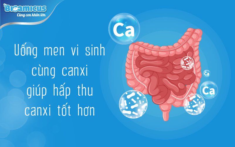 Uống men vi sinh cùng canxi giúp canxi hấp thu tốt hơn