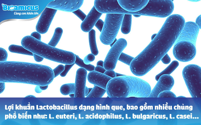 Lợi khuẩn lactobacillus hình que