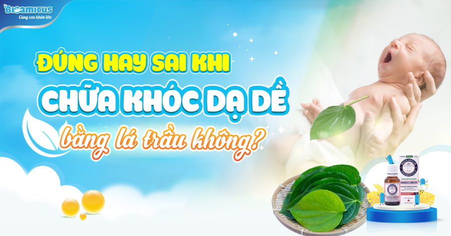 Đúng hay sai khi chữa khóc dạ đề bằng lá trầu không?