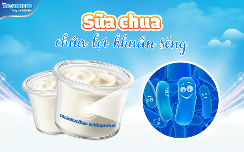 sữa chua chứa lợi khuẩn sống