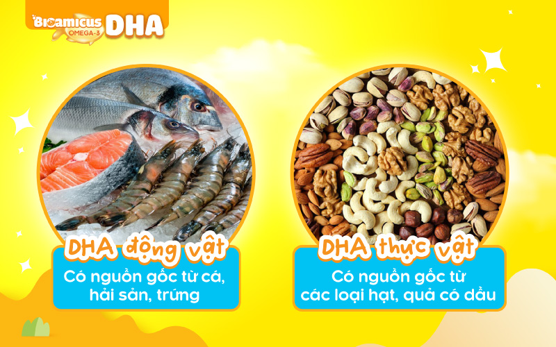 nguồn DHA thực vật và DHA động vật