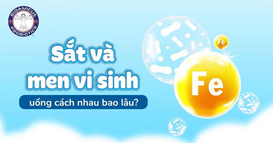 Sắt và men vi sinh uống cách nhau bao lâu?