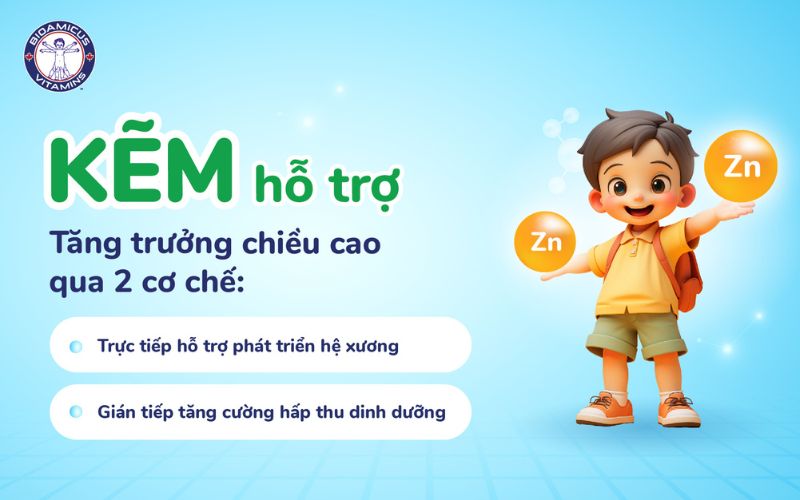 Kẽm hỗ trợ tăng trưởng chiều cao qua 2 cơ chế
