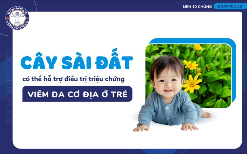 Cây sài đất có thể hỗ trợ cải thiện viêm da cơ địa
