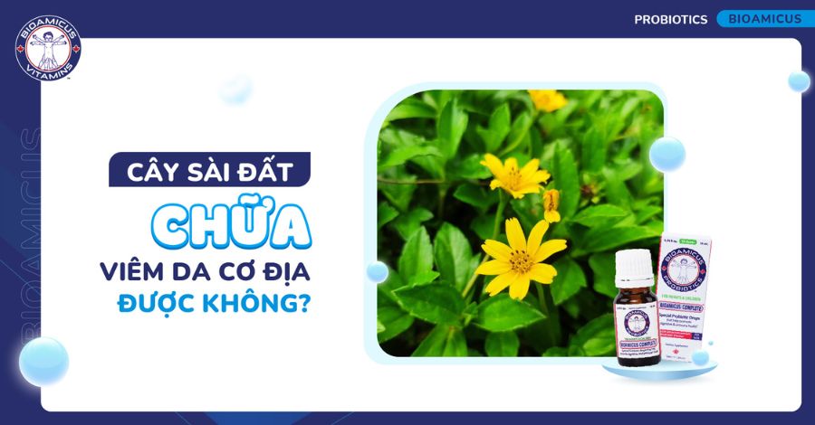 Cây sài đất chữa viêm da cơ địa được không? Tìm hiểu ngay