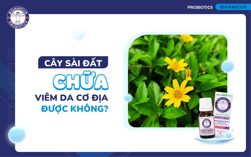 Cây sài đất chữa viêm da cơ địa được không?