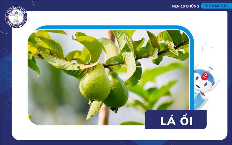 Tắm lá ổi hỗ trợ viêm da cơ địa
