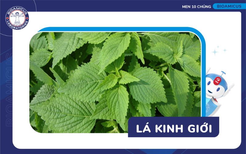 Tắm lá kinh giới hỗ trợ viêm da cơ địa