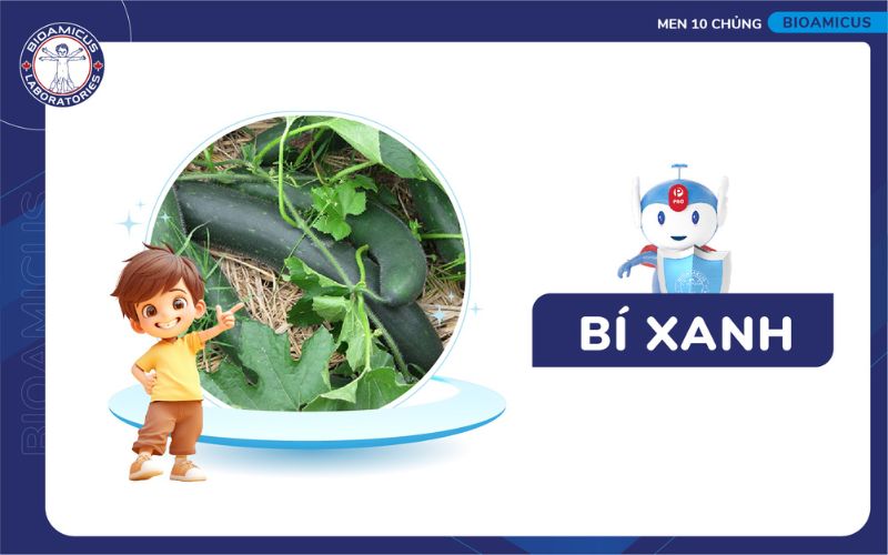 Bí xanh hỗ trợ cải thiện táo bón