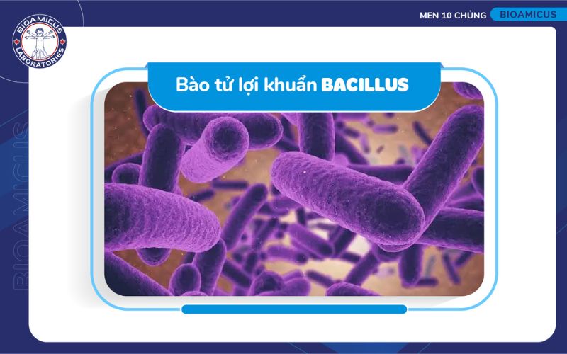 h&igrave;nh ảnh b&agrave;o tử lợi khuẩn Bacillus
