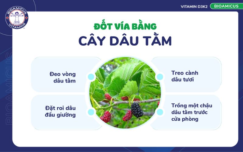 đốt v&iacute;a bằng c&acirc;y d&acirc;u tằm