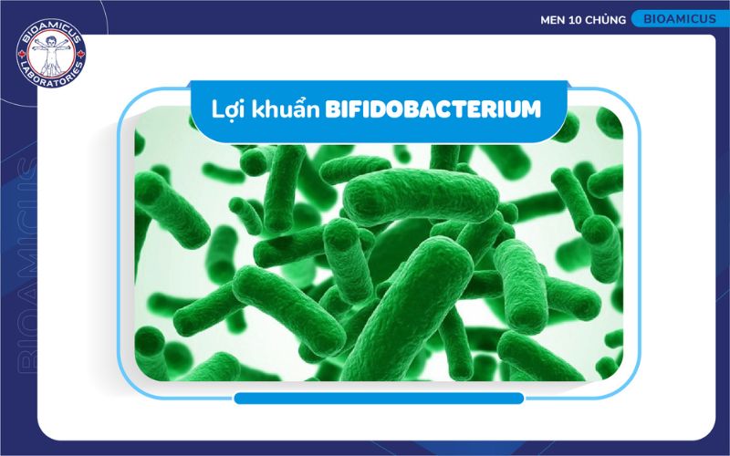 h&igrave;nh ảnh lợi khuẩn Bifidobacterium