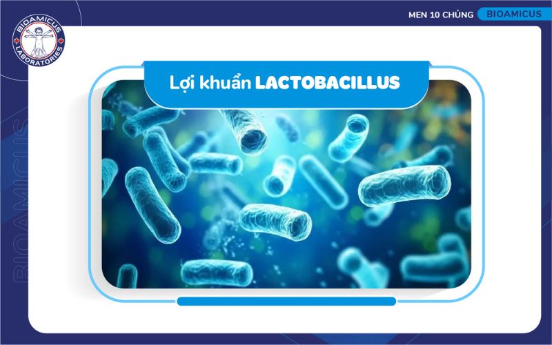 h&igrave;nh ảnh lợi khuẩn Lactobacillus