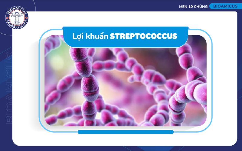 h&igrave;nh ảnh lợi khuẩn streptococus