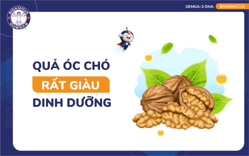 Quả &oacute;c ch&oacute; rất gi&agrave;u dinh dưỡng