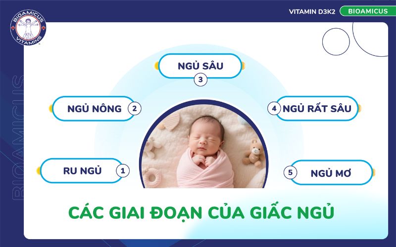 c&aacute;c giai đoạn trong chu kỳ giấc ngủ