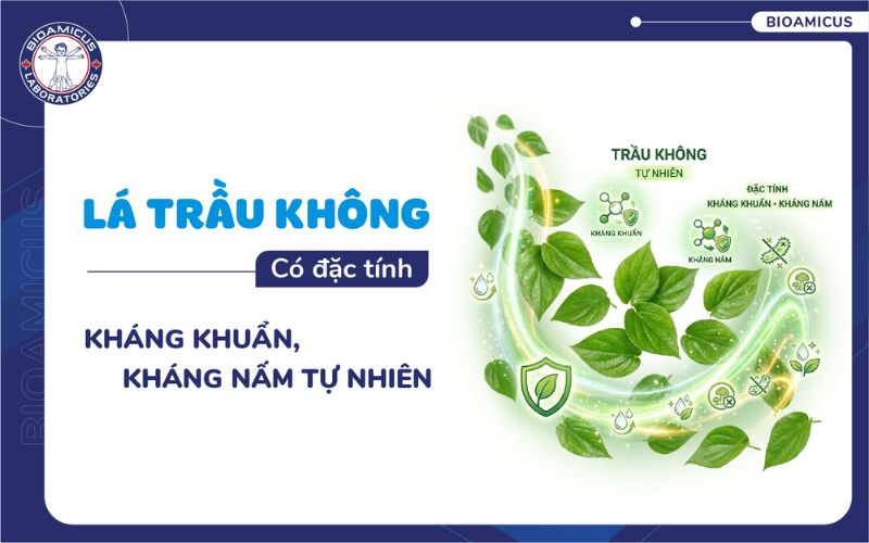 L&aacute; trầu kh&ocirc;ng c&oacute; đặc t&iacute;nh kh&aacute;ng khuẩn kh&aacute;ng nấm