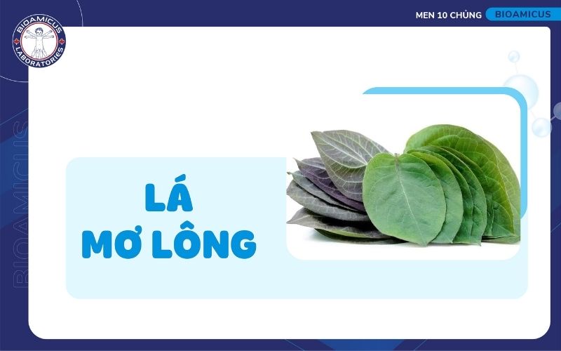 L&aacute; mơ l&ocirc;ng chữa t&aacute;o b&oacute;n