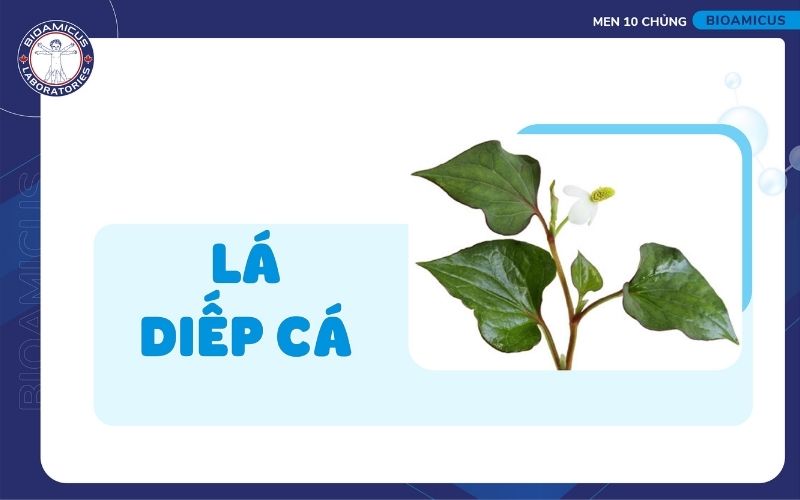 Diếp c&aacute; chữa t&aacute;o b&oacute;n