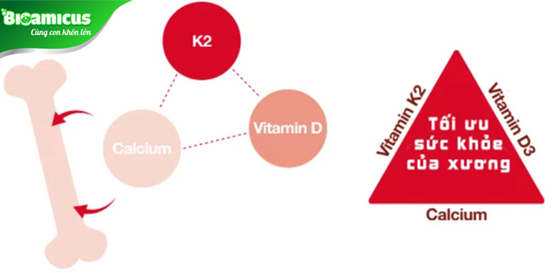 Vitamin K2 MK7 giúp vận chuyển canxi từ máu vào xương