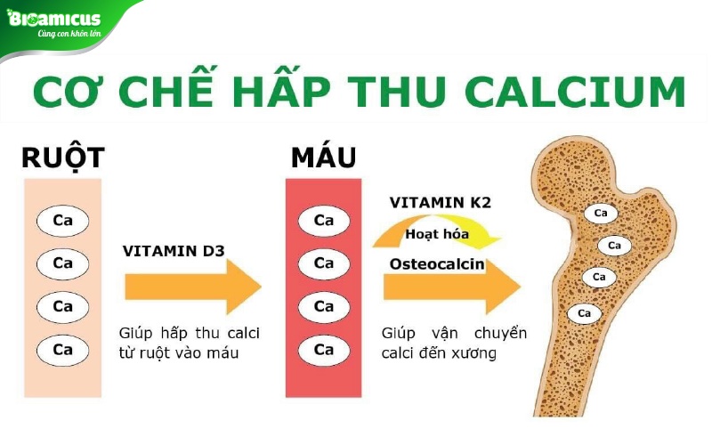 cơ chế vitamin D3 giúp hấp thu canxi tăng chiều cao