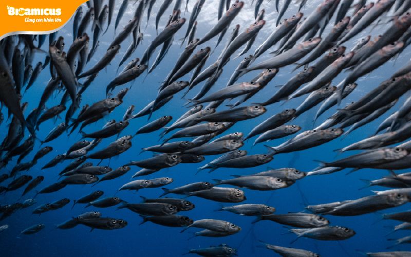 cá cơm, cá mòi, cá thu không chứa độc tố