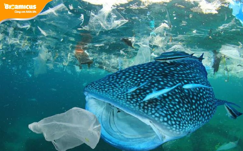 ô nhiễm môi trường biển ảnh hưởng chất lượng cá