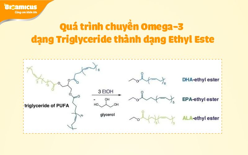 cấu trúc omega-3 triglyceride và ethyl este
