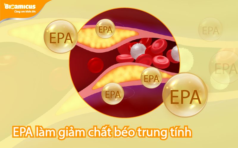 tác dụng của EPA giúp giảm cholesterol